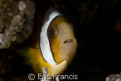 shy clownfish by Eric Francis 
